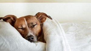 dog-sleeping-in-bed-today-stock-tease-151211 (1)