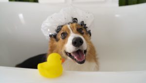 high-angle-cute-dog-bathtub
