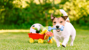 melhor-brinquedo-para-cachorro-hiperativo-2-