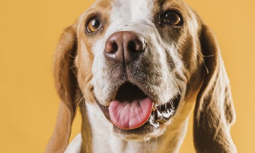 portrait-adorable-dog-looking-up